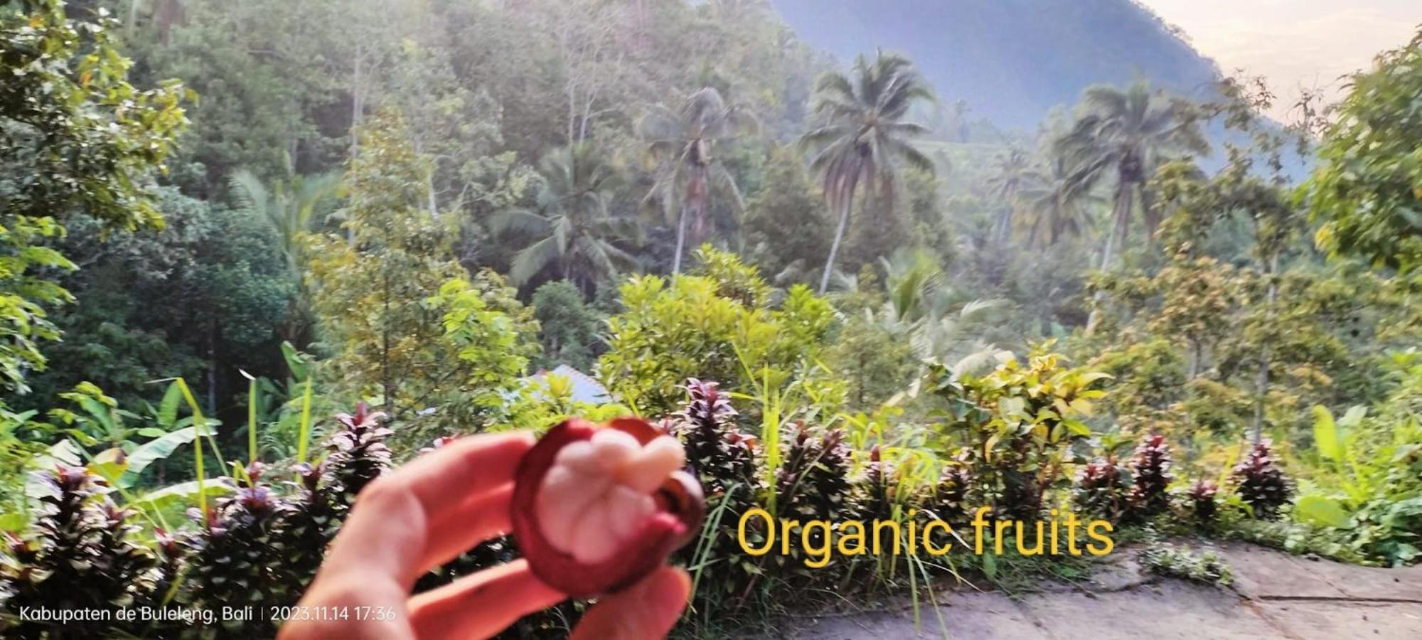 Ananda * Singaraja (Bali)